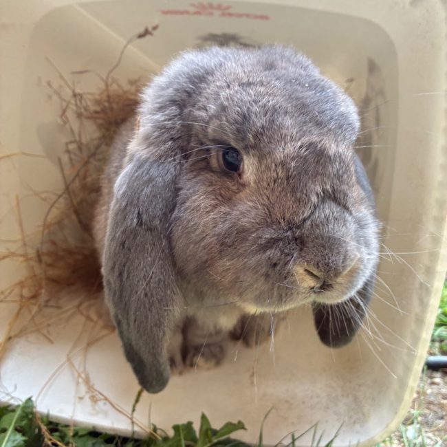 ALADIN - Rongeur Lapin à adopter
