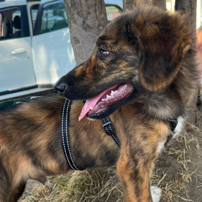 BROWNIE - Chien à adopter