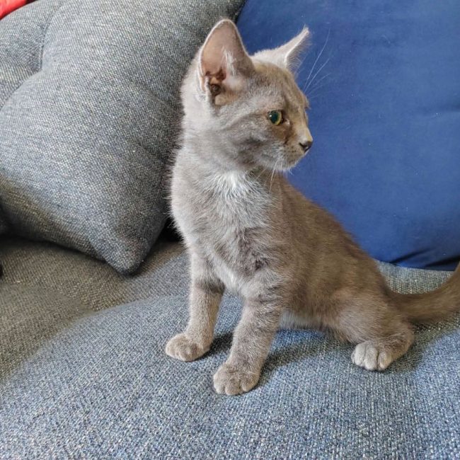 BOURBON - Chat Européen à adopter