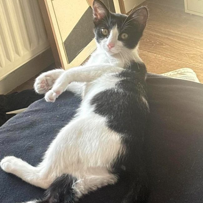 TAYCO - Chat Européen à adopter