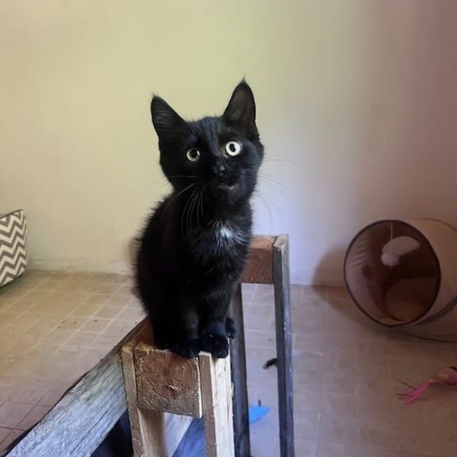 ONYX - Chat Européen à adopter