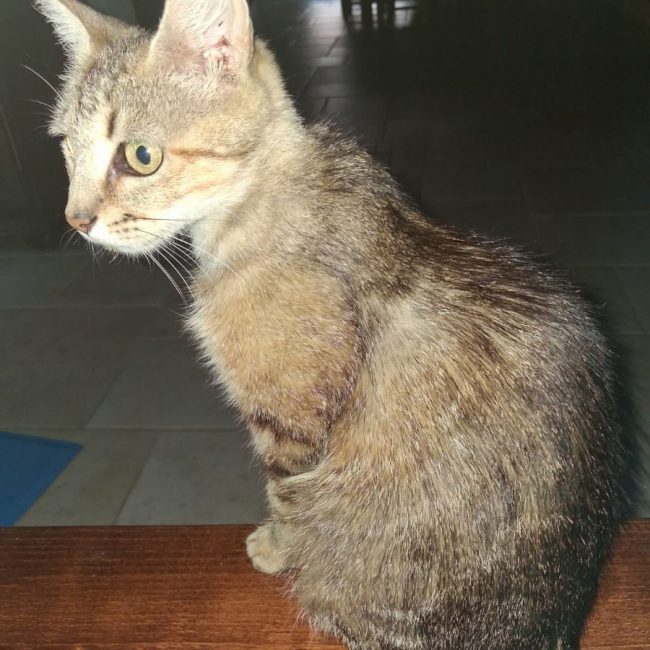 BELLAIA - Chat Européen à adopter