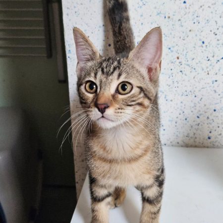 BLINIS - Chat Européen à adopter