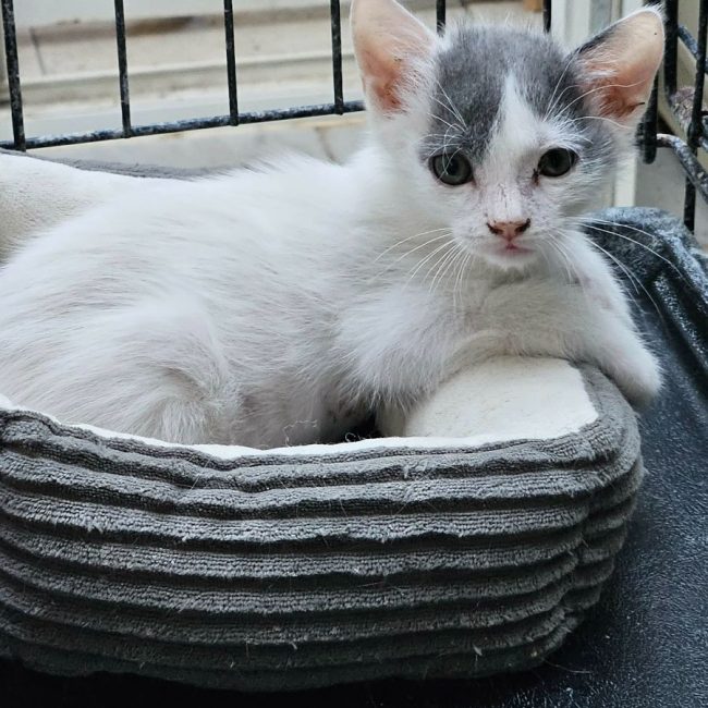 ZEBULON - Chat Européen à adopter