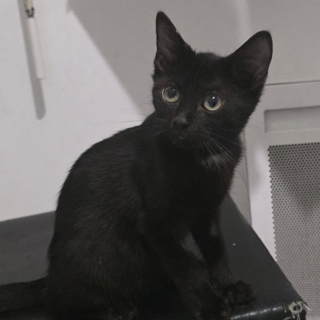 Berlioz