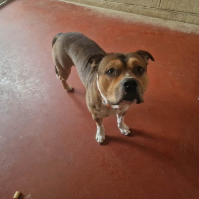 Iron - Chien à adopter