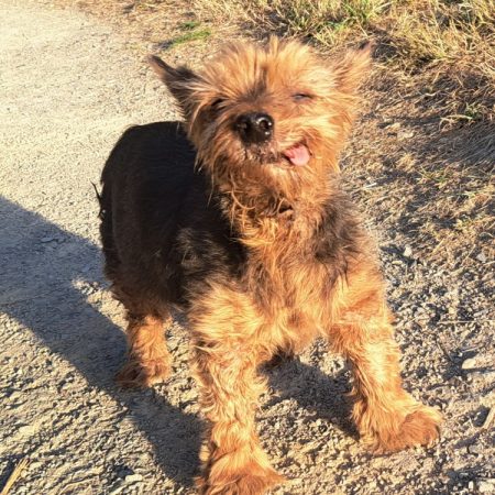Youki - Chien Yorkshire Terrier à adopter