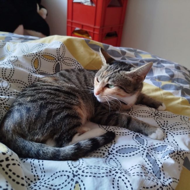 Praline