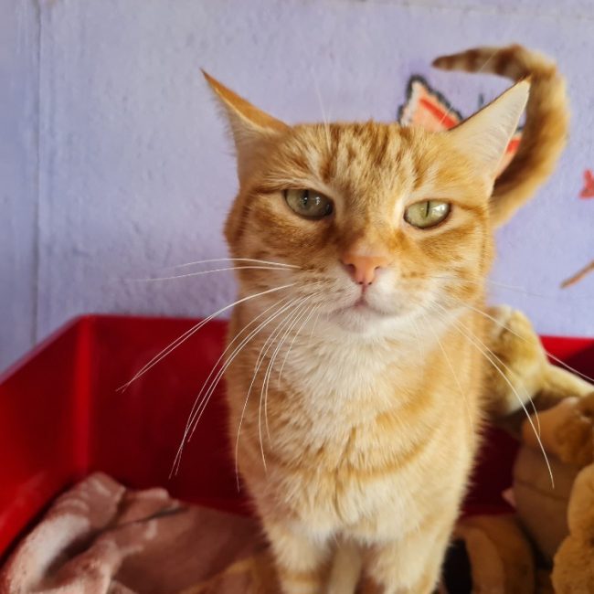 Topaze - Chat Européen à adopter