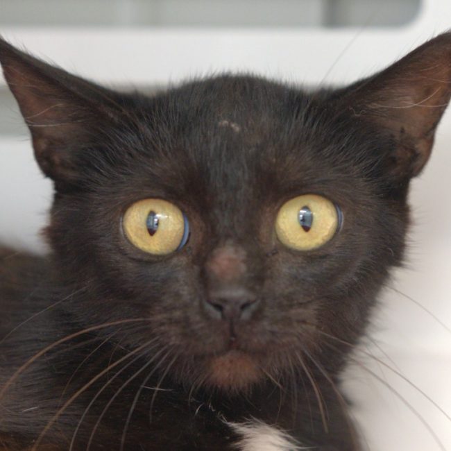 Pristina - Chat Européen à adopter