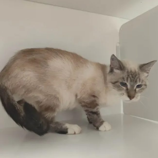 Pimprenelle