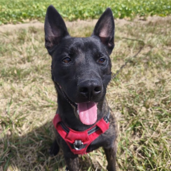 Rayki - Chien à adopter