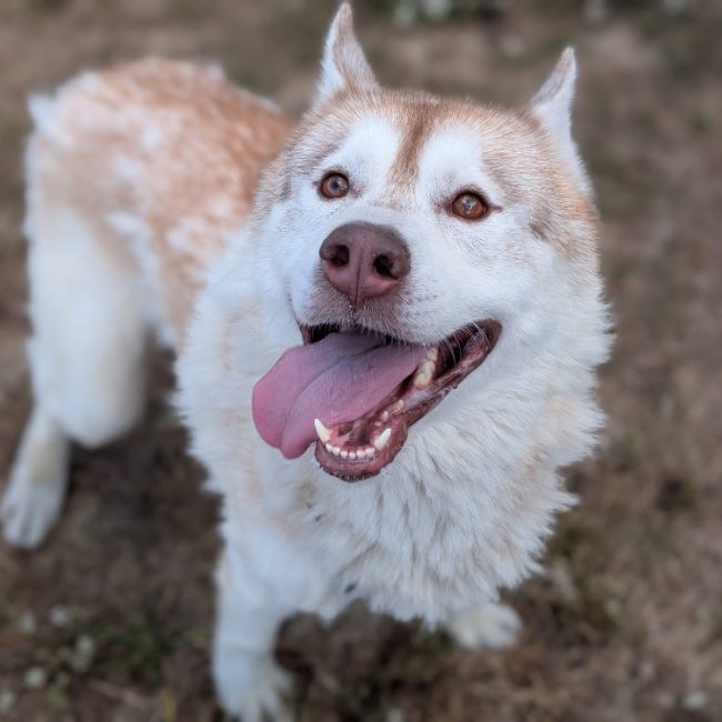 Mocci - Chien Husky Sibérien à adopter