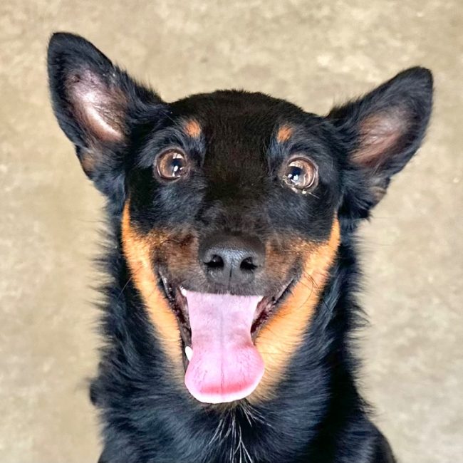 Blisto - Chien Pinscher Nain à adopter