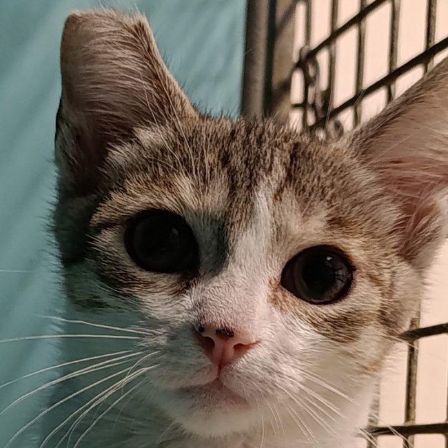 Polybe - Chat Européen à adopter