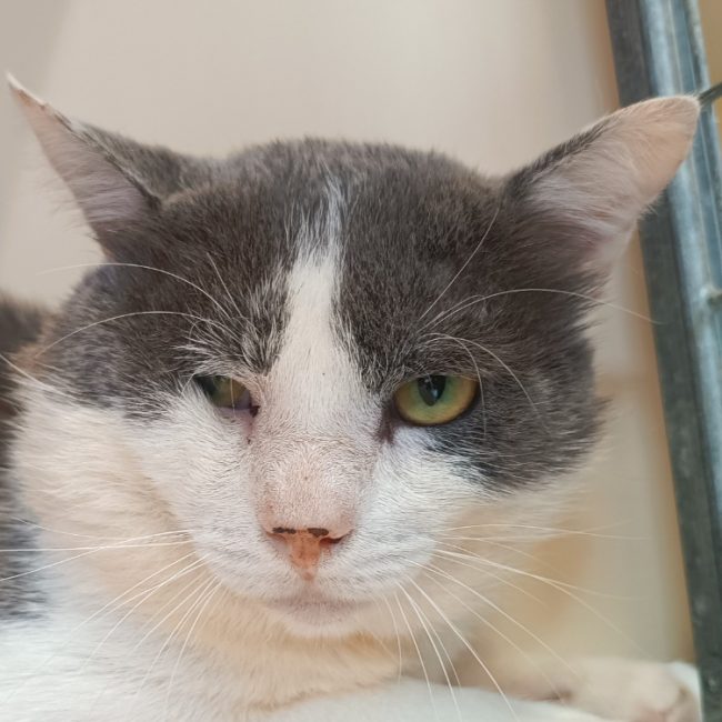 Ichabod - Chat à adopter
