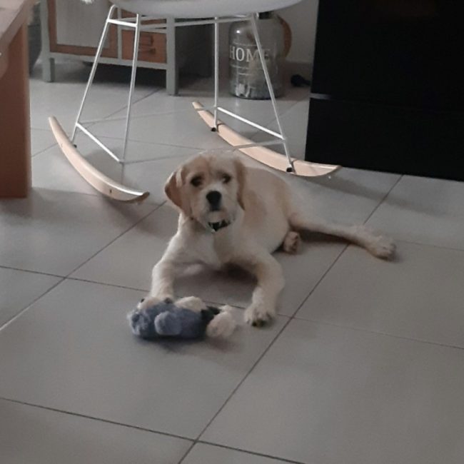 Numba a trouve sa famille - Chien à adopter