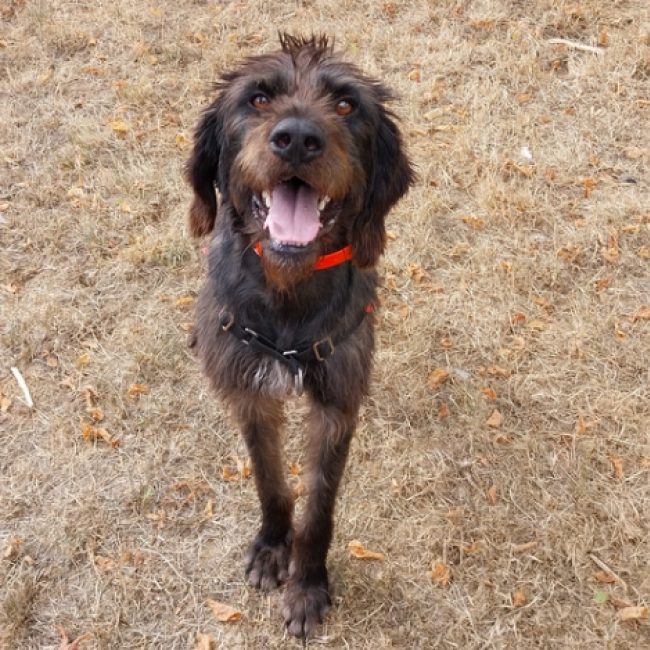 Gerard - Chien Drahthaar à adopter