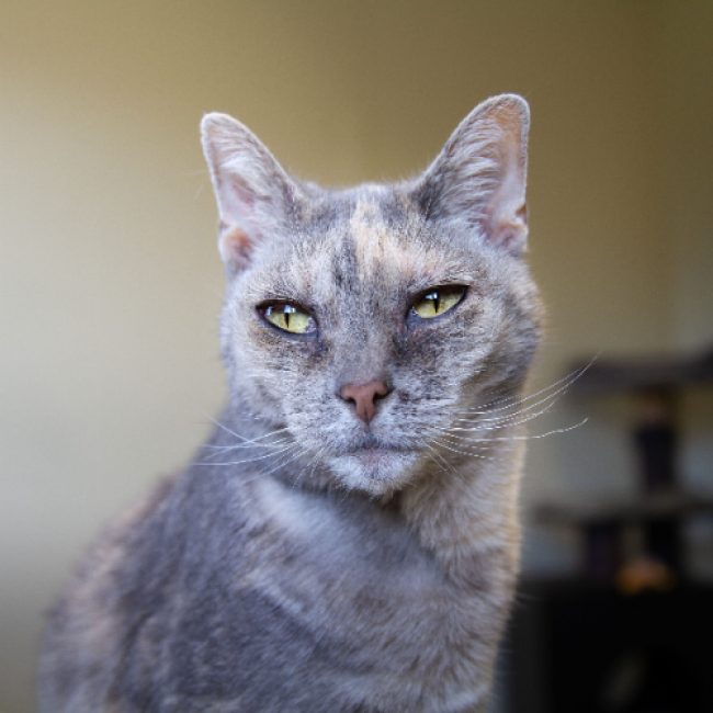 Maya