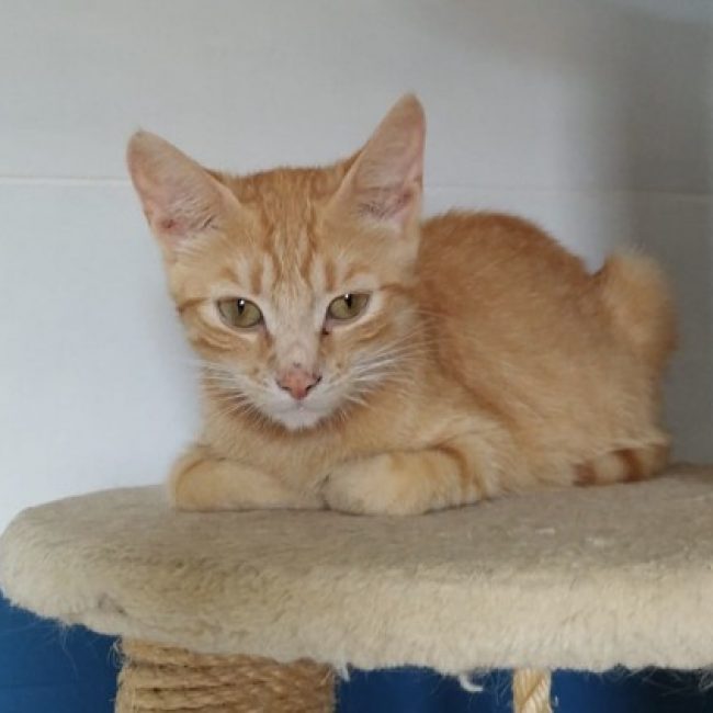 Astra - Chat Européen à adopter