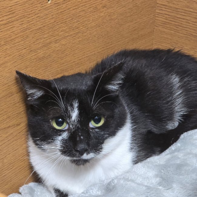 Mystere - Chat Européen à adopter