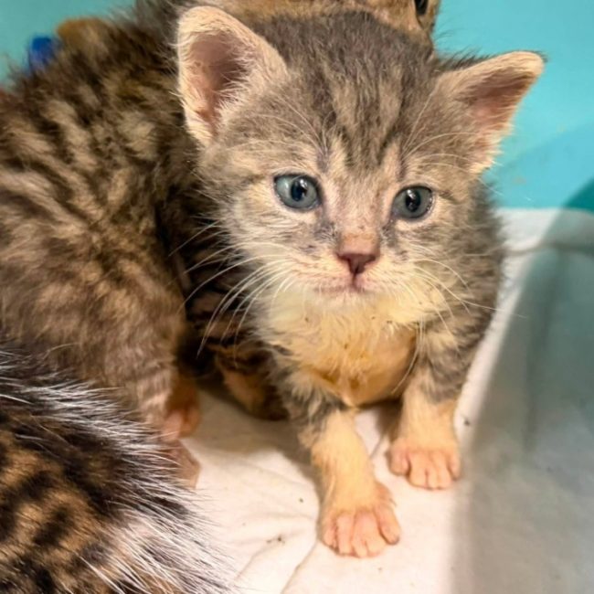 Clyde - Chat Européen à adopter