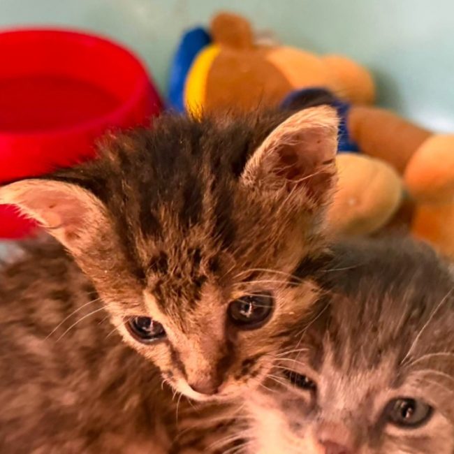 Bonny - Chat Européen à adopter