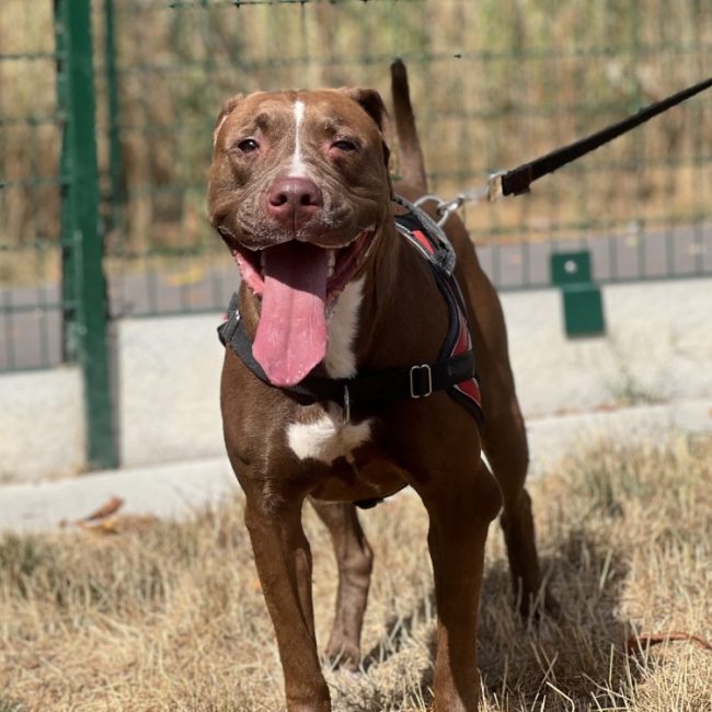 Athena - Chien à adopter