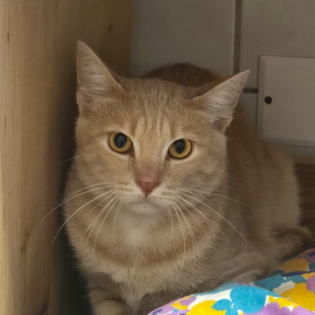 Physalis - Chat Européen à adopter