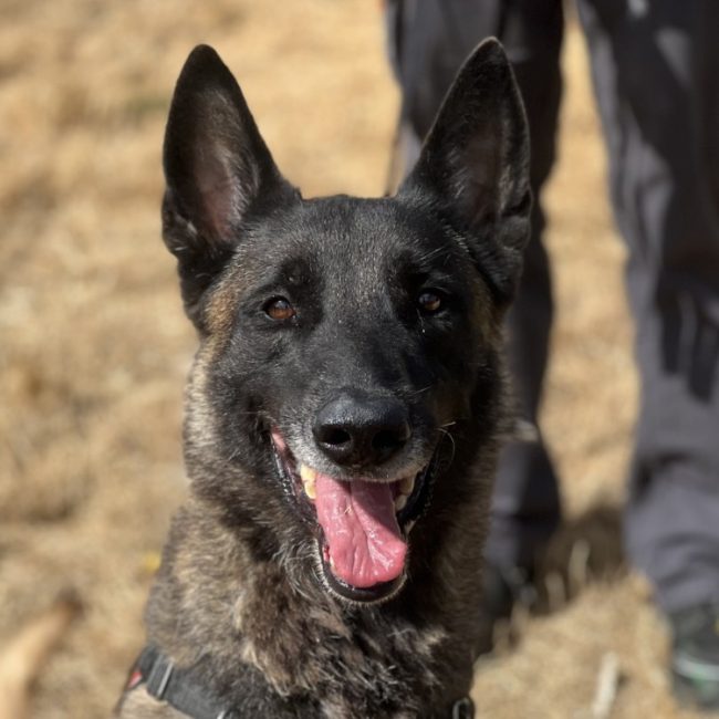 Brasko - Chien Berger Belge Malinois à adopter
