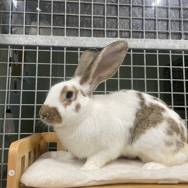 Rudolf - Rongeur Lapin à adopter