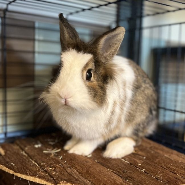 Sirocco - Rongeur Lapin à adopter