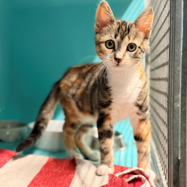 Kellogg's - Chat Européen à adopter