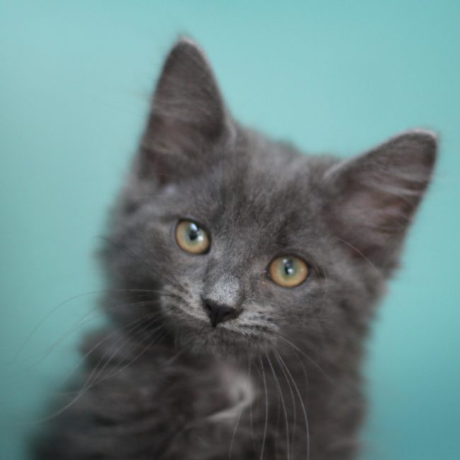Grigri - Chat Européen à adopter