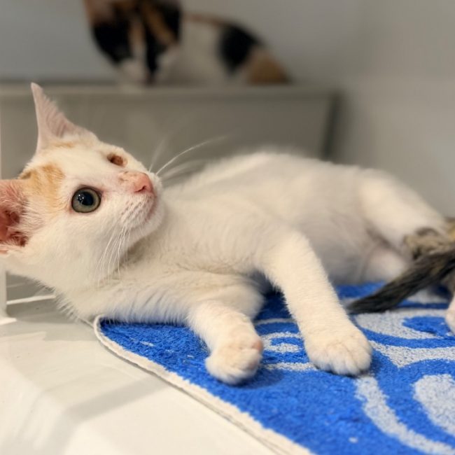 Sabord - Chat Européen à adopter