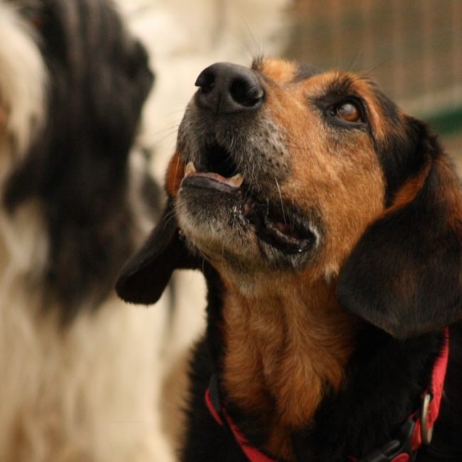 Johnny - Chien Berger à adopter