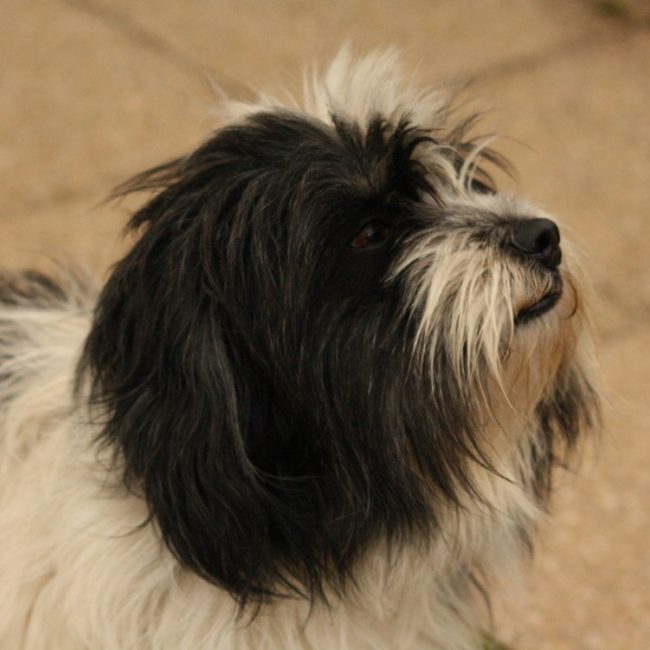 Fifi - Chien Berger des Pyrénées à adopter