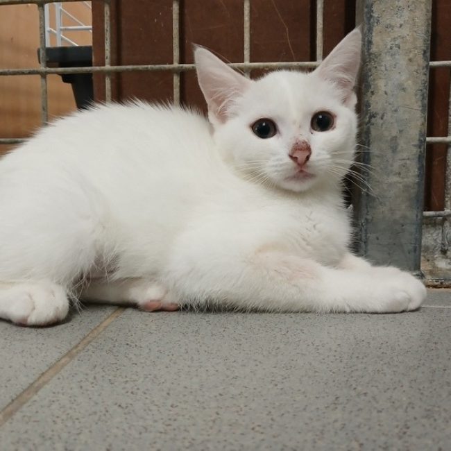 Mallory - Chat Européen à adopter