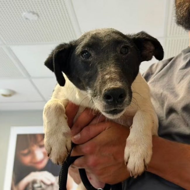 Tomy - Chien à adopter