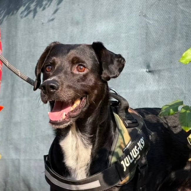 Odin - Chien à adopter