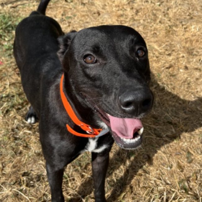Raya - Chien à adopter