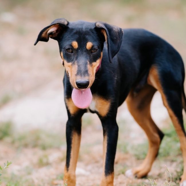 Sun - Chien à adopter