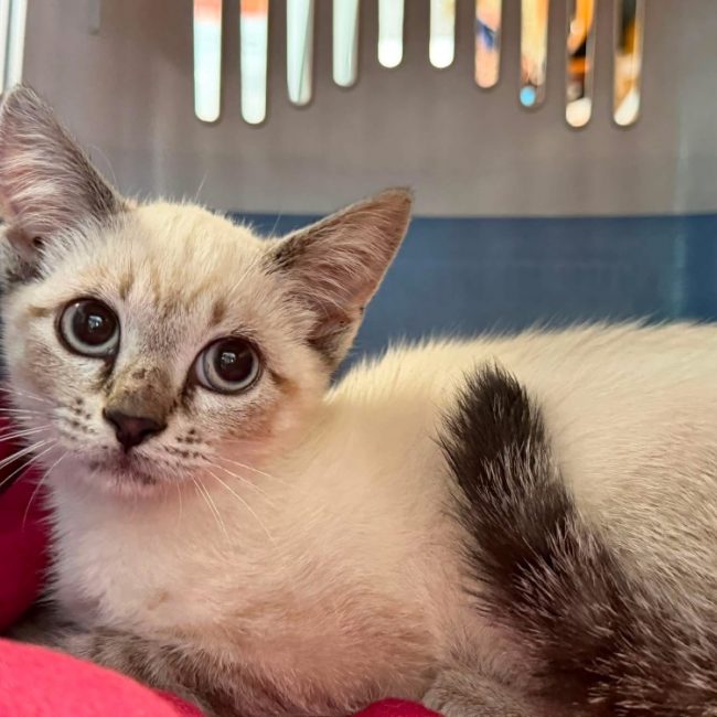 Bloom - Chat Siamois à adopter