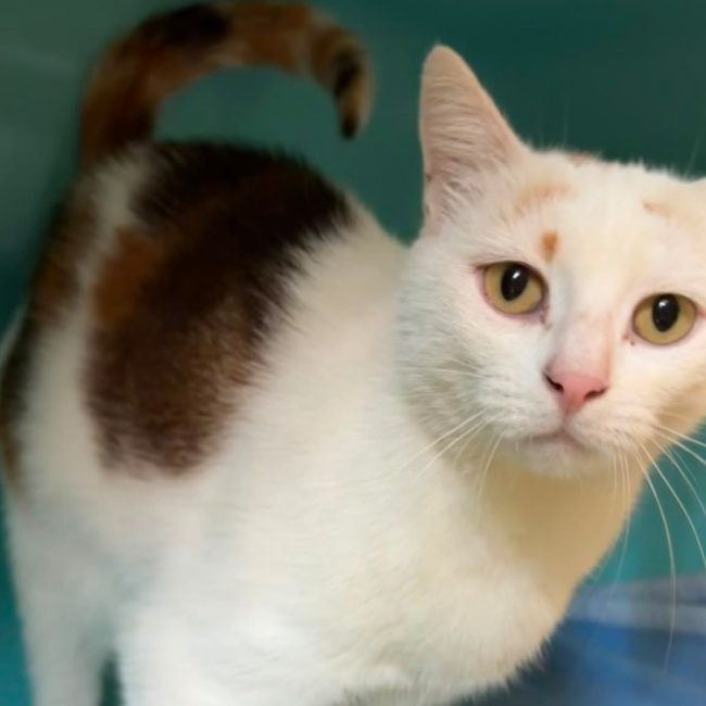 Isa - Chat Européen à adopter