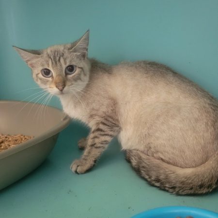 Gyoza - Chat Européen à adopter