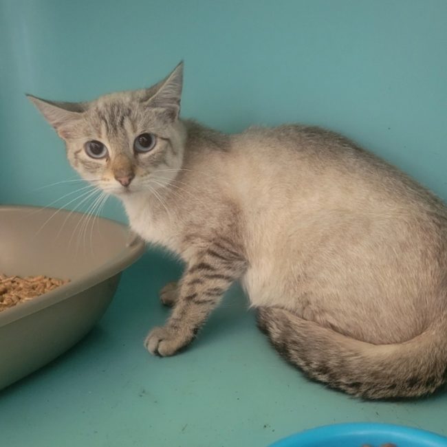Gyoza - Chat Européen à adopter