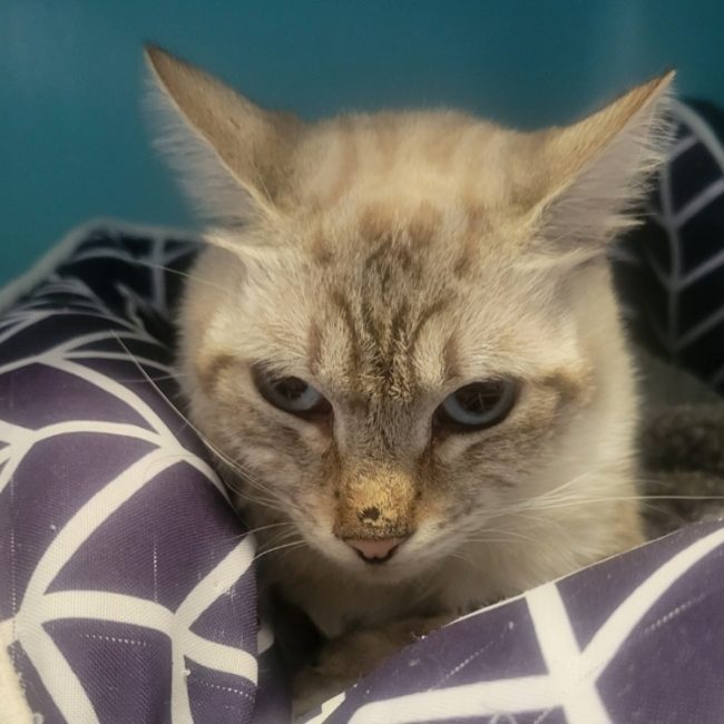Zola - Chat Européen à adopter