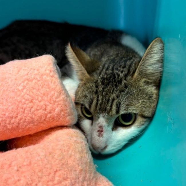 Canaille - Chat Européen à adopter