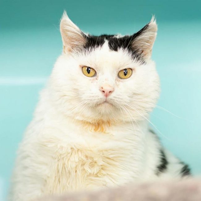 Jojo - Chat Européen à adopter