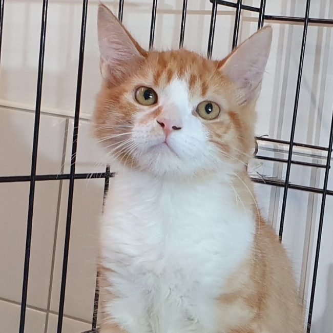 Tilou - Chat Européen à adopter